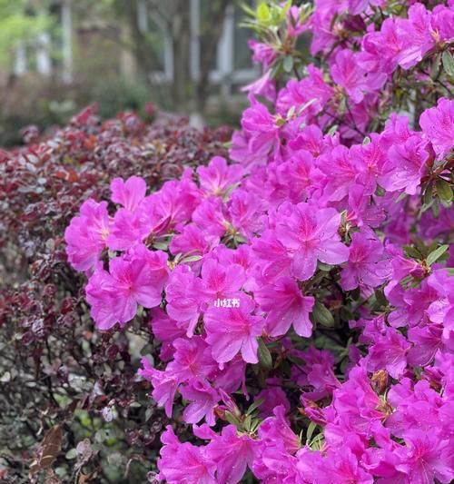 杜鹃花（揭示杜鹃花象征意义的多重内涵）