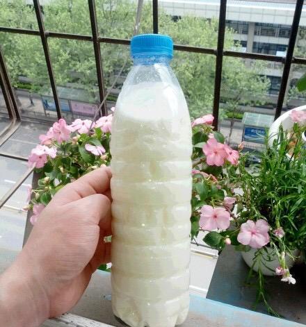 过期牛奶不能浪费，发财树可助力（利用过期牛奶来浇灌发财树）