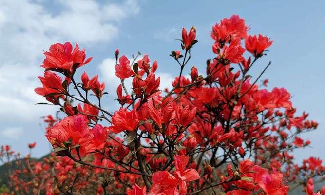 杜鹃花（唤醒希望与自由的芬芳）