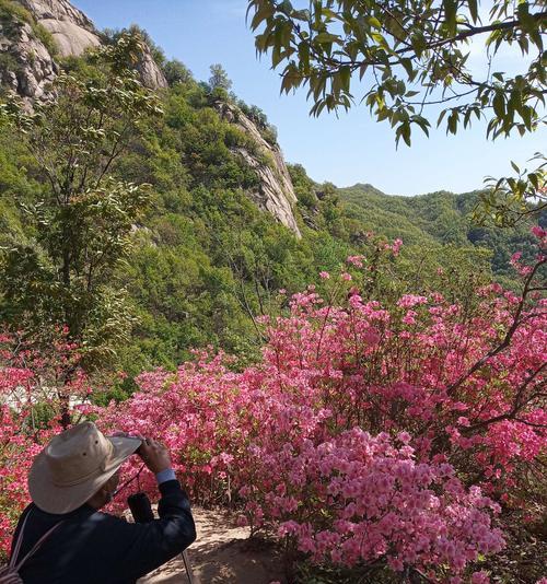 杜鹃花（唤醒希望与自由的芬芳）