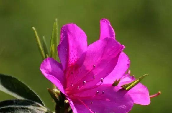 勒杜鹃花（探索勒杜鹃花的花语及寓意）