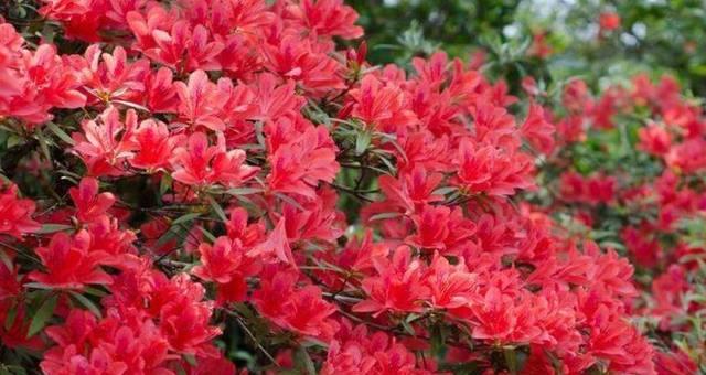 勒杜鹃花（探索勒杜鹃花的花语及寓意）