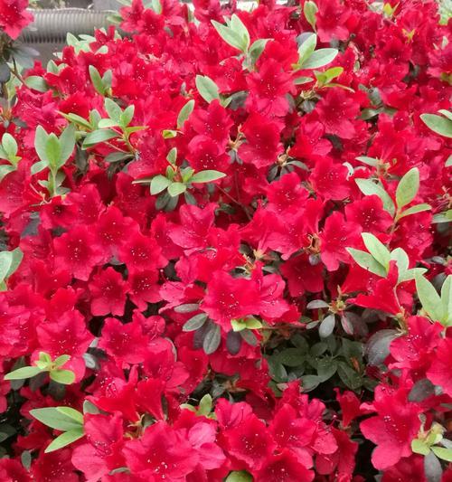杜鹃花（唤醒爱情）