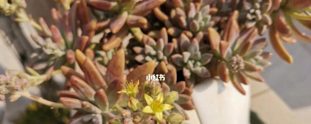 多肉植物的开花意义及相关知识（解密多肉植物开花）