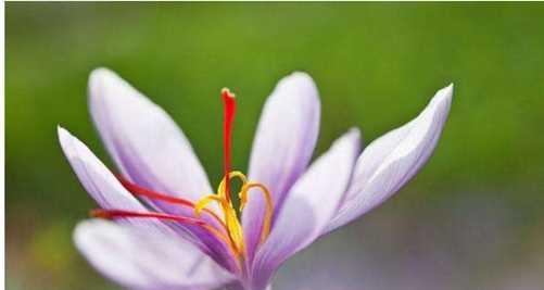 神秘的番红花花语（探索番红花的花语与象征意义）