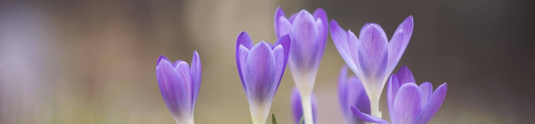 神秘的番红花花语（探索番红花的花语与象征意义）