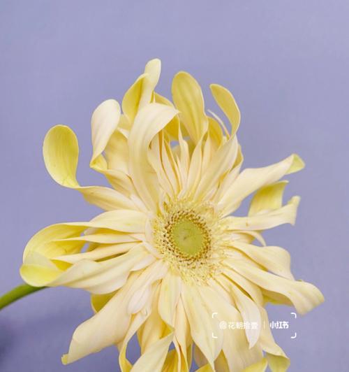 非洲菊的花语——揭示不同颜色的含义（以花朵色彩为媒介）