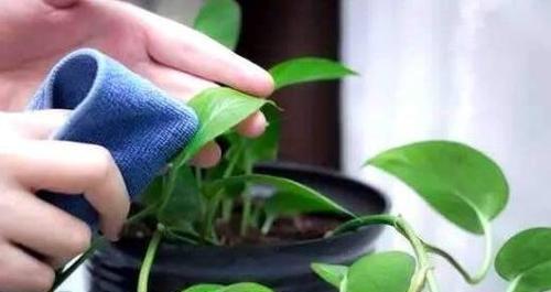 过期奶粉不仅能喂猫，还能用来浇花（探讨过期奶粉作为植物营养品的可能性）
