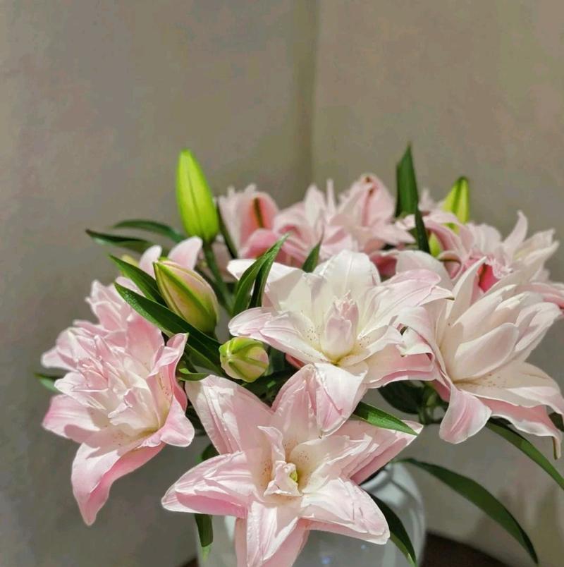 百合花语，传递着爱与美（探寻百合花的花语）