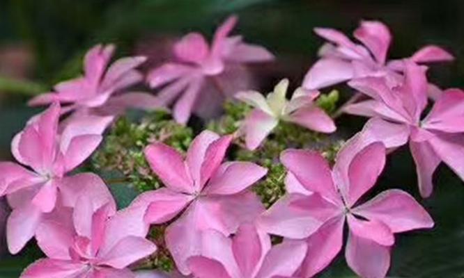 粉红色绣球花（绽放爱意的绚丽花朵-粉红色绣球花）