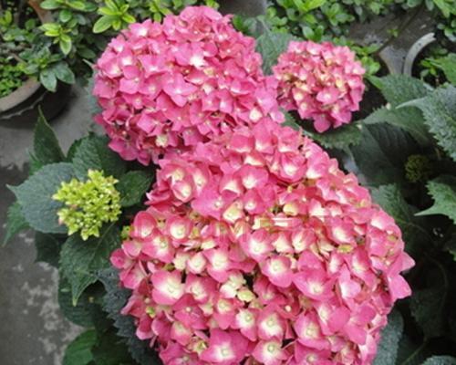 粉红色绣球花（绽放爱意的绚丽花朵-粉红色绣球花）