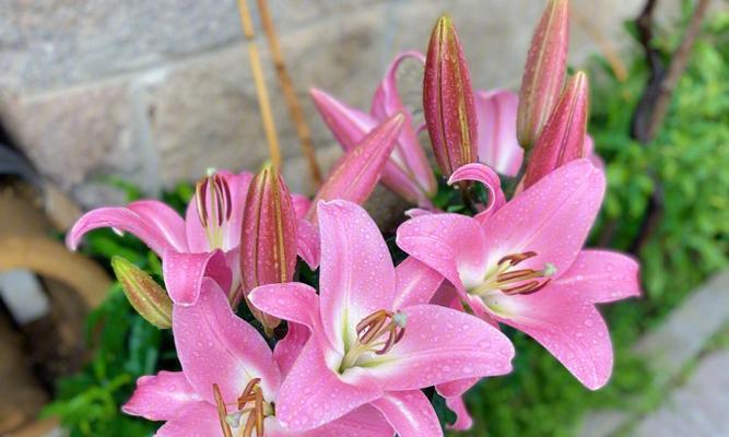 粉色百合花语（探索粉色百合花的浪漫寓意）