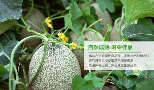 哈密瓜的故乡（探究哈密瓜的起源和产地）
