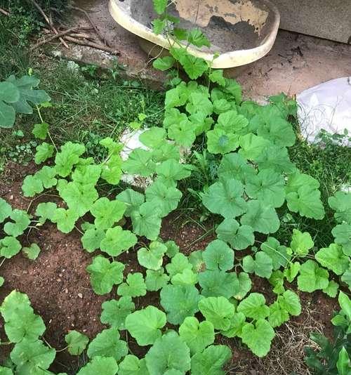 如何留下哈密瓜种子（种植须知）