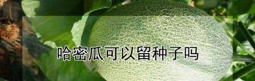 如何留下哈密瓜种子（种植须知）