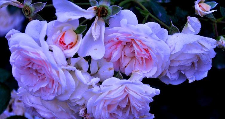 盛放绚烂的丰花月季花语（演绎情感的芬芳之语）