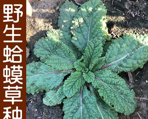 蛤蟆草，又名“牛胆草”，具有多重功效（绿色的“魔药”）
