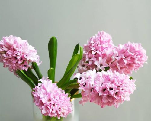 风信子（花海中的浪漫追寻）