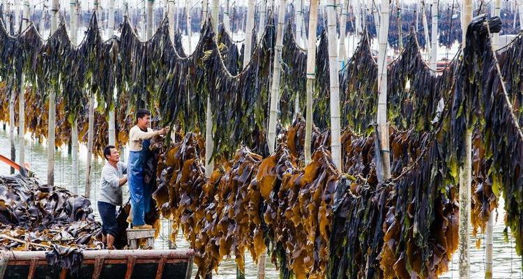 海带的生长环境与地理分布（探秘海带生长的条件及产地）