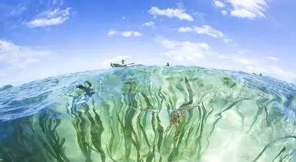 海带的生长环境与地理分布（探秘海带生长的条件及产地）