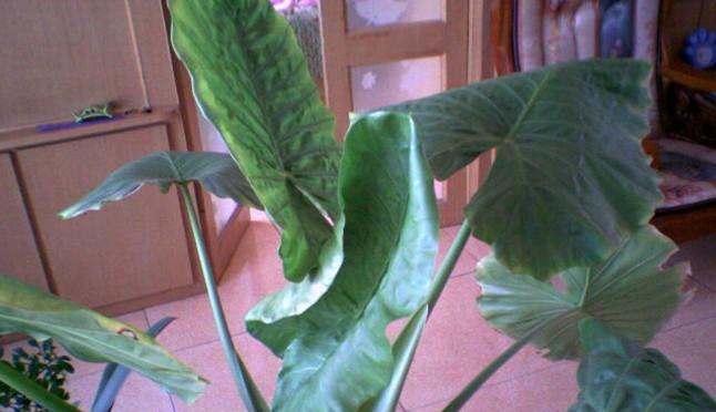 探究海带的植物类型（海带是落叶植物吗）
