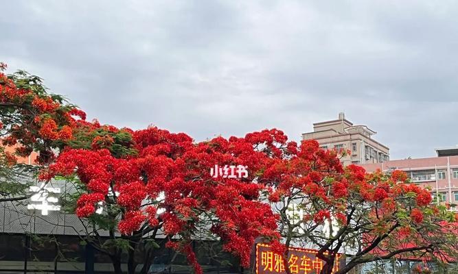 凤凰花（恢弘焚火中的凤凰花——凤凰花的生态特点与文化寓意）