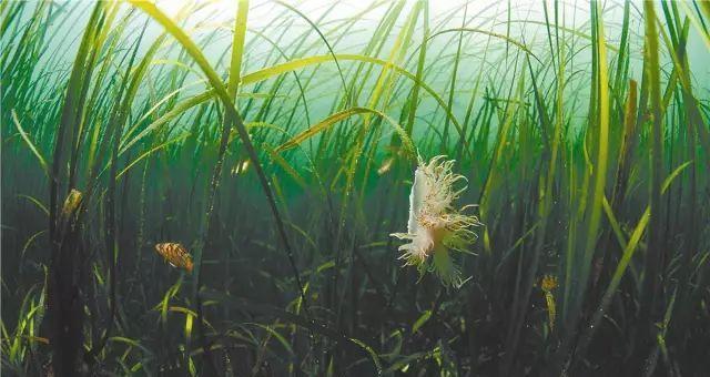 海带不是种子植物（探究海带的生物分类和特点）
