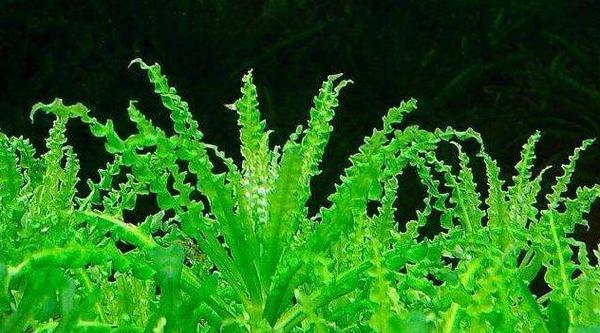 探究海带的分类和特点（揭开海带的植物学之谜）