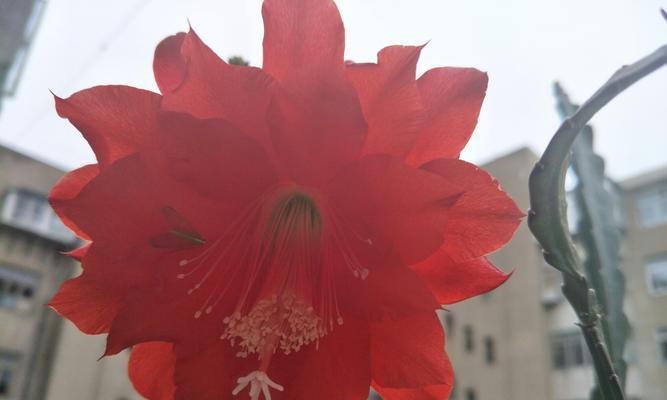 凤尾花的丰富寓意与象征意义（神秘、高雅、繁荣）