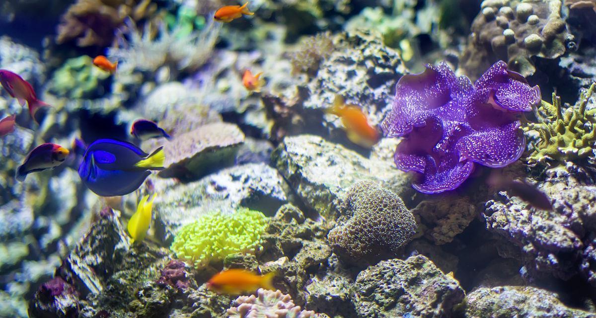 深入探秘海底植物的奥秘（从珊瑚到海藻）
