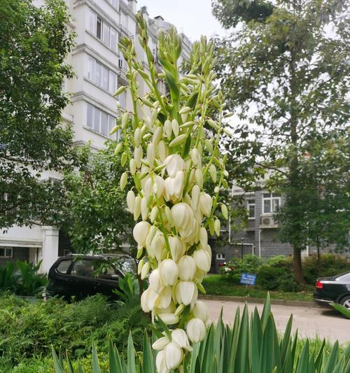 凤尾丝兰花语（凤尾丝兰花语的深刻寓意与独特魅力）