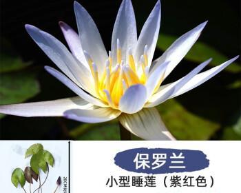 海尔芙拉的盆栽要求及种植技巧（盆栽海尔芙拉）