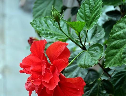 扶桑花（揭示生命坚韧的扶桑花之谜）