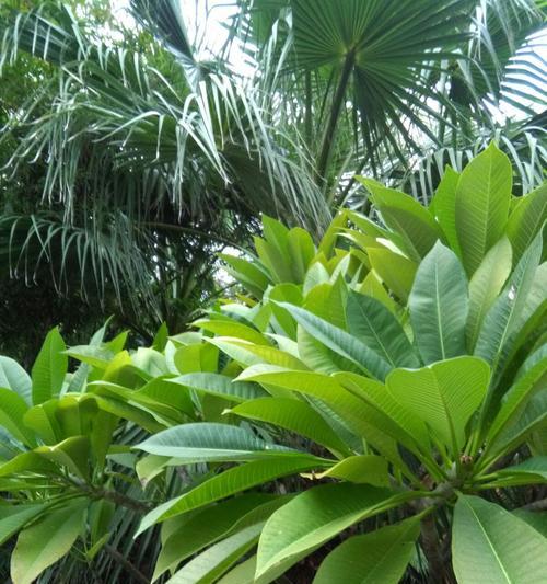 海南热带气候适合种植的花卉（花海海南）