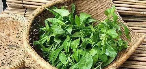 海南岛适合种植什么菜（探究海南菜地的优势和限制）