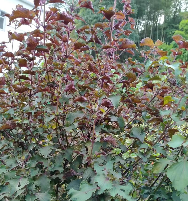 海南药材种植品种大全（适合种植的品种及其特点）