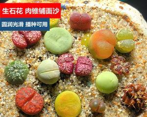 海沙多肉种植指南（让你的家充满绿色生机）