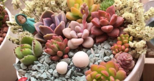 海沙多肉种植指南（让你的家充满绿色生机）