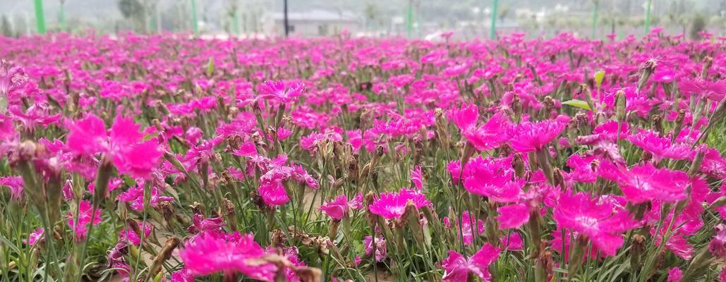 海石竹的花期特点（探究海石竹一年开几次花的秘密）