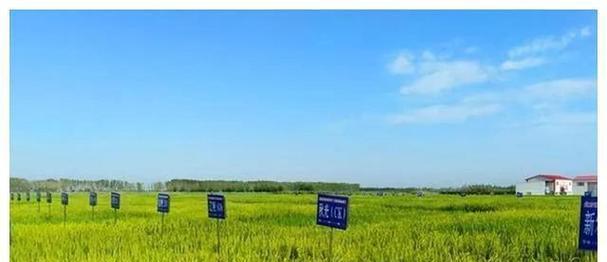 探究海水稻的高产之路（亩产量多少）