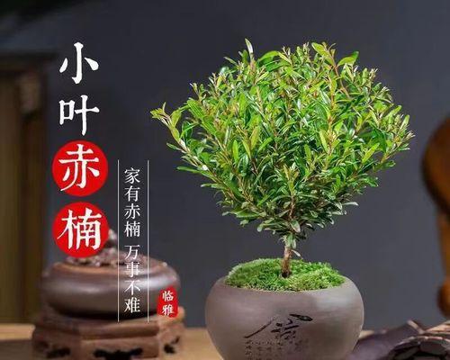探秘海苔——一种独特的海洋食品（了解海苔的起源）