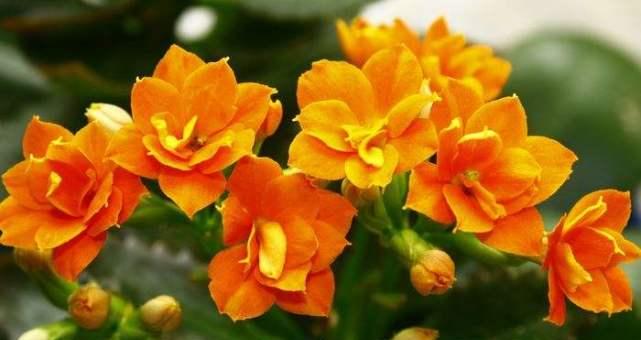 花开寓意，花语传情（探索各种花的花语与寓意）