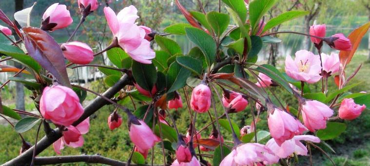 四季海棠的花期及生长特点详解（四季海棠的花期从何时开始）