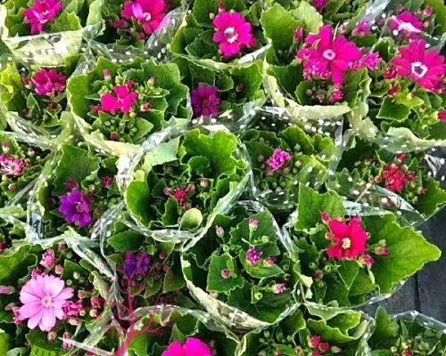 瓜叶菊花语（唤醒心灵的花语之美）