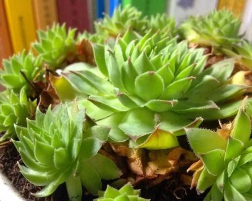 观音莲的花语和寓意（探索观音莲花背后的深意）