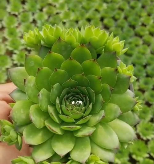 以观音莲开花代表的意义（揭示观音莲开花的寓意和象征意义）