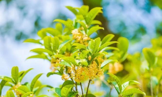 桂花的花语和象征（香气四溢的桂花）
