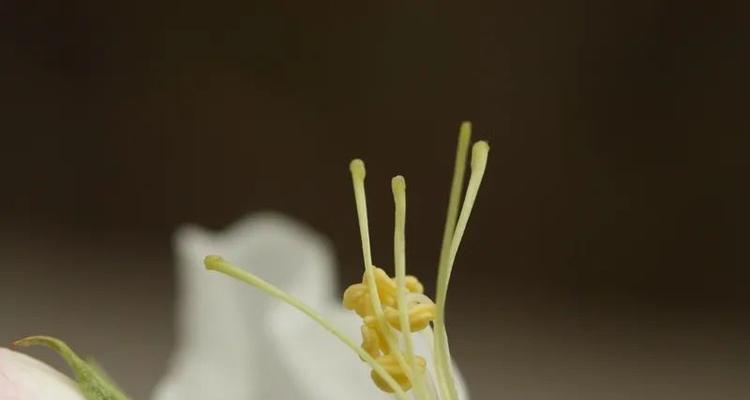 海棠花根系的特点与发达程度（探究海棠花生长的根系结构及其对生长的影响）