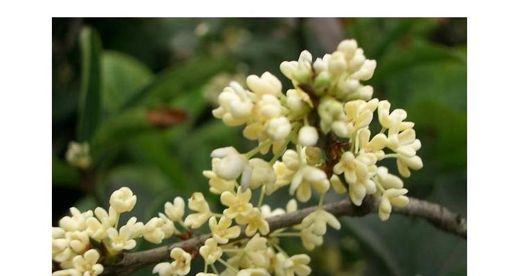 桂花的花语与寓意——芳香绵长的佳品（香气四溢、美丽动人）