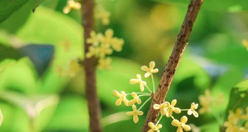 桂花的花语与寓意——芳香绵长的佳品（香气四溢、美丽动人）